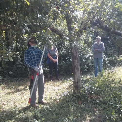 Bei zu vielen Neutrieben, ist es einfacher mit einer Teleskopschere die Bäume zu schneiden, als eine Leiter in den Baum zu stellen.