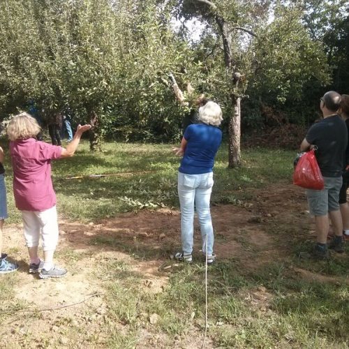 Noch nicht ganz verholzte Triebe können auch abgerissen werden, wodurch die schlafenden Augen gleich mit entfernt werden.