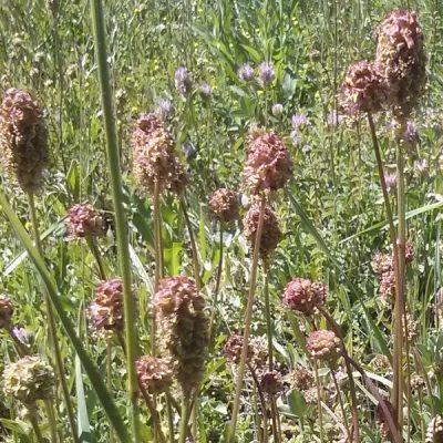Wiesenknopf
